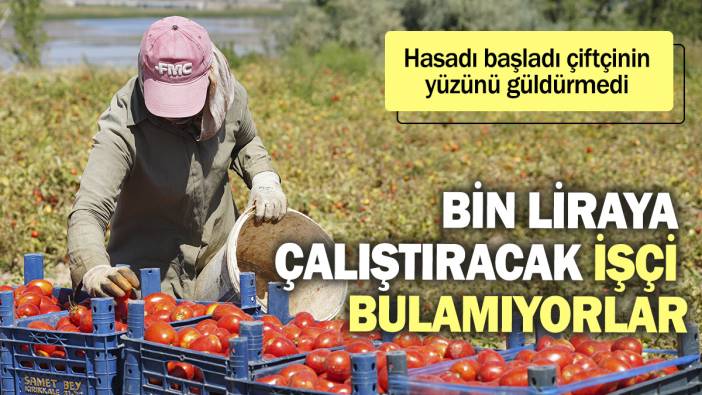 Bin liraya çalıştıracak işçi bulamıyorlar. Hasadı başladı çiftçinin yüzünü güldürmedi