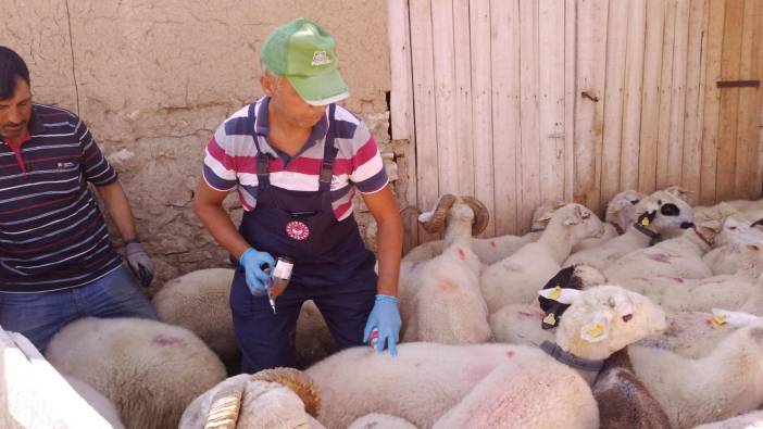 Afyonkarahisar'da küçükbaş hayvanlar aşılandı