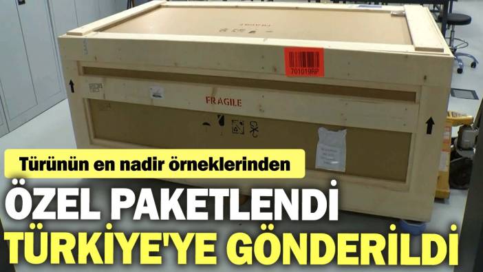 Özel paketlendi, Türkiye'ye gönderildi: Türünün en nadir örneklerinden