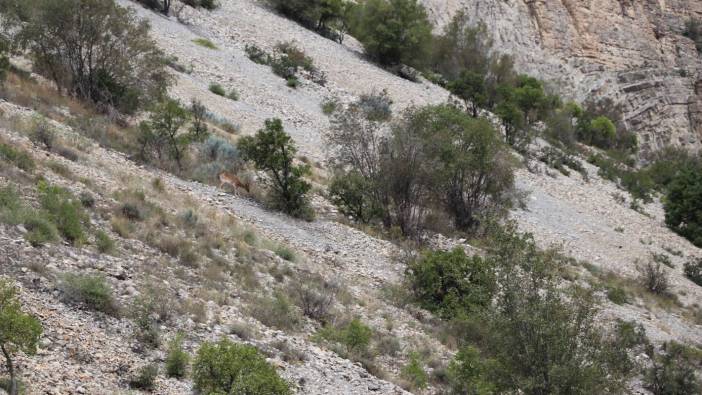 Erzurum Uzundere'de dağ keçisi görüntülendi