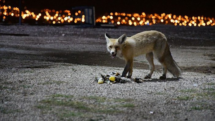 'Kurnaz' tilkiler ilçe sakinleri ve turistlerin maskotu oldu