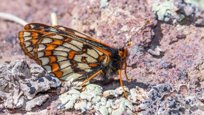 '12 bin yaşındaki' kelebek Ağrı Dağı'nda yeniden görüntülendi