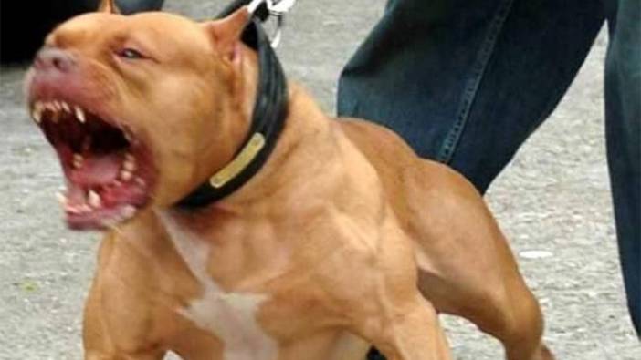 Maltepe'de pitbull dehşeti