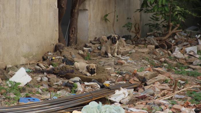Arabasıyla yavru köpeği ezen adam gözaltına alındı