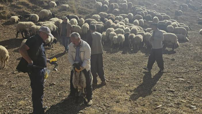 Yüksekova’da küçükbaş hayvanlara aşılama ve küpeleme çalışması