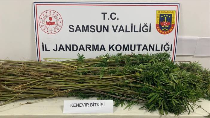 Samsun'da operasyon! 285 kök kenevir ele geçirildi