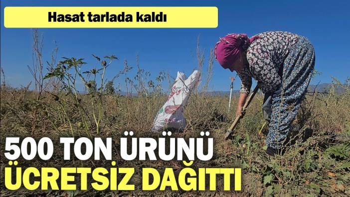 Hasat tarlada kaldı, 500 ton ürünü ücretsiz dağıttı