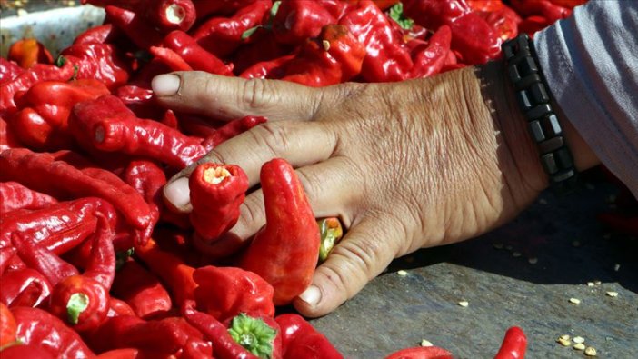 Ekmeklerini 'acı'dan çıkartıyorlar