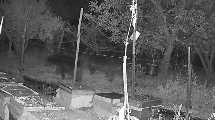 Arı kovanlarına dadanan ayılar elektrikli tellerden geçemedi