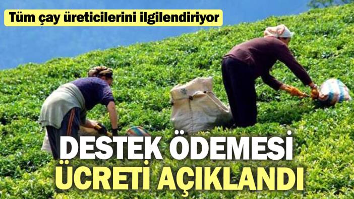 Tüm çay üreticilerini ilgilendiriyor! Destek ödemesi ücreti açıklandı