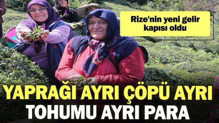 Yaprağı ayrı çöpü ayrı tohumu ayrı para ediyor: Rize'nin yeni gelir kapısı oldu