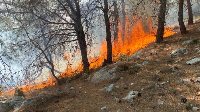 Silifke'de orman yangını