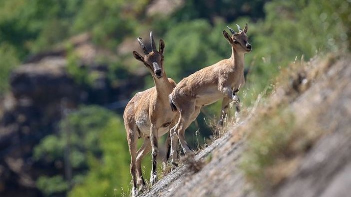 Yaban keçisi avlayana 23 bin lira ceza