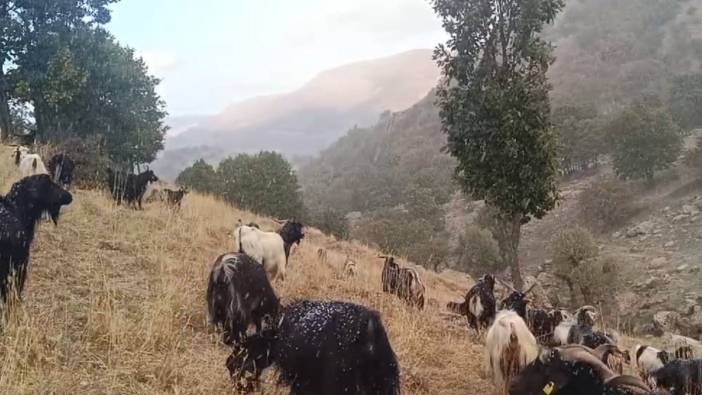 Muş’ta küçükbaş hayvanlar kar ve tipiye yakalandı