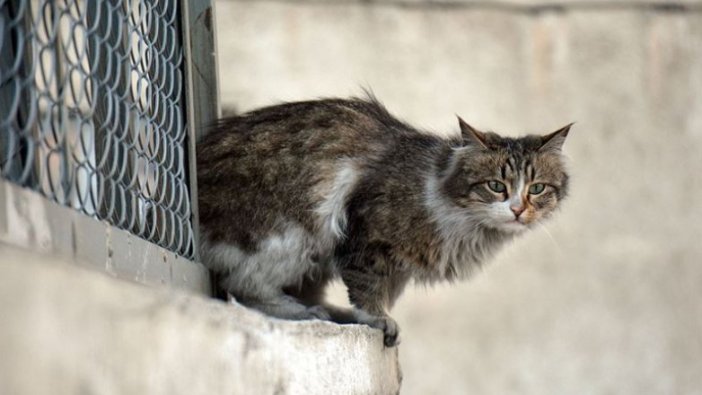 "Türkiye hayvan haklarında sınıfta kalıyor"