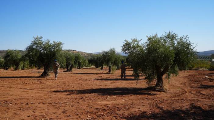 Zeytin bahçelerinde gece gündüz devriye