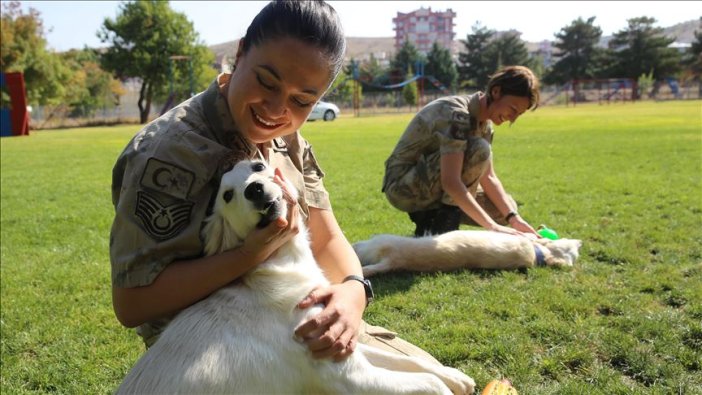 Jandarmanın 'görev ortakları' sevgiyle eğitiliyor