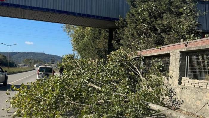 Kestiği ağacın altında kalıp öldü