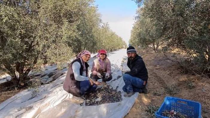 Sarıgöl'de zeytin hasadına başlandı