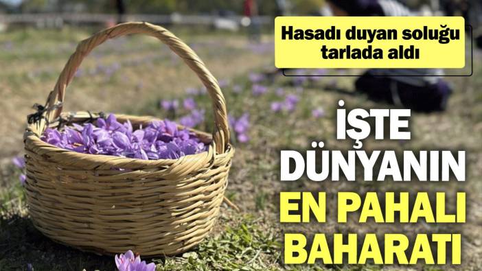 İşte dünyanın en pahalı baharatı: Hasadı duyan soluğu tarlada aldı