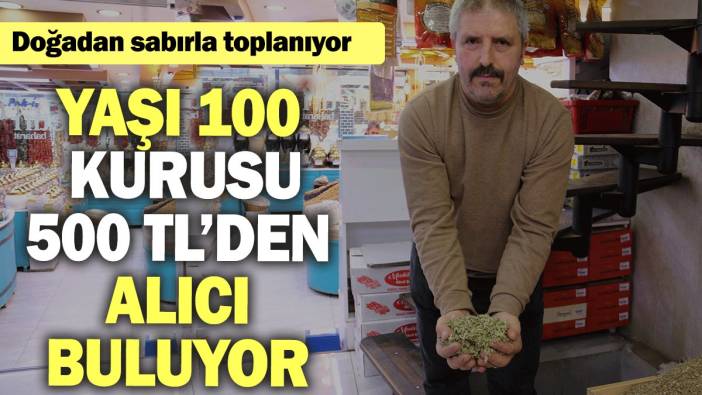 Doğadan sabırla toplanıyor: Yaşı 100, kurusu 500 TL’den alıcı buluyor