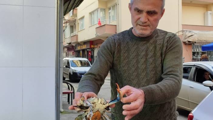 Sinop’ta nadir görülen mavi yengeç ağa takıldı