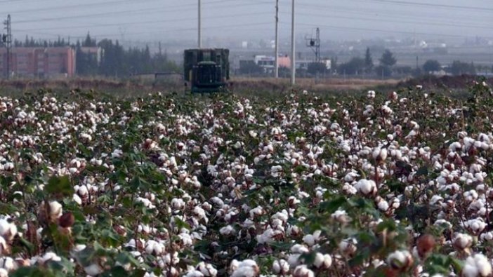 Pamuk üreticilerinden 'prim desteği artırılsın' talebi