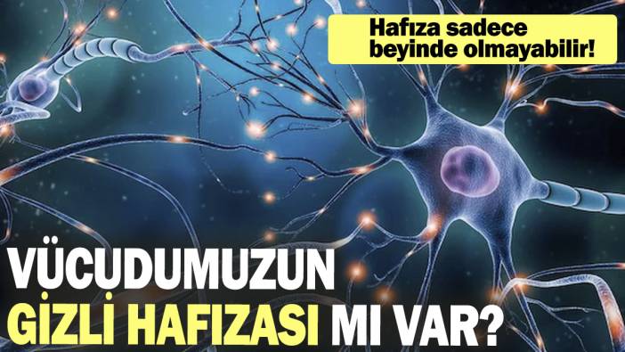 Vücudumuzun gizli hafızası mı var? Hafıza sadece beyinde olmayabilir!