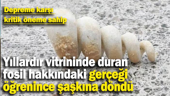 Yıllardır vitrininde duran fosil hakkındaki gerçeği öğrenince şaşkına döndü: Depreme karşı  kritik öneme sahip