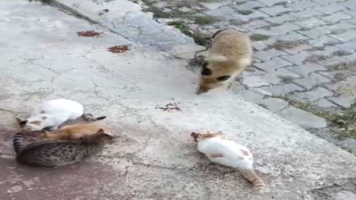 Tunceli’de bir tilki kedilerin mamalarına ortak oldu