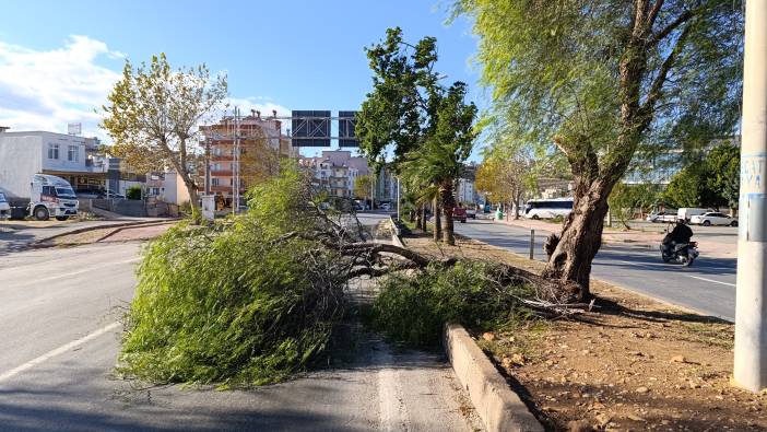 Mersin'de kuvvetli rüzgar: Ağaçlar devrildi, araçlar zarar gördü