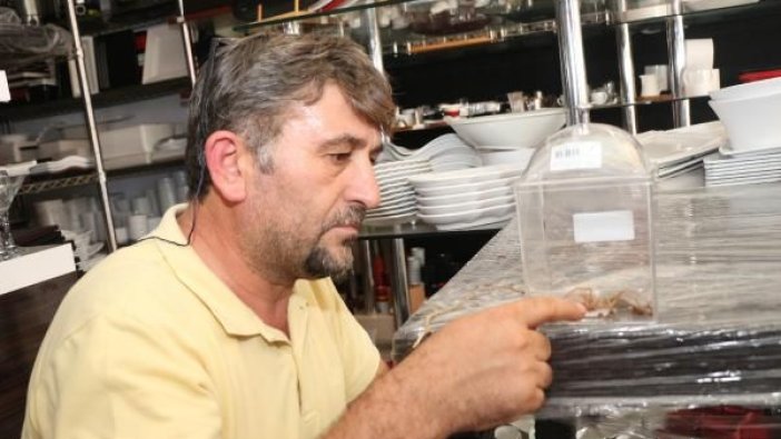 Et yiyen örümceği, cam fanusta besliyor