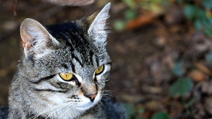 Hollanda'da 2 yıl önce kaybolan kedi Belçika'da ortaya çıktı