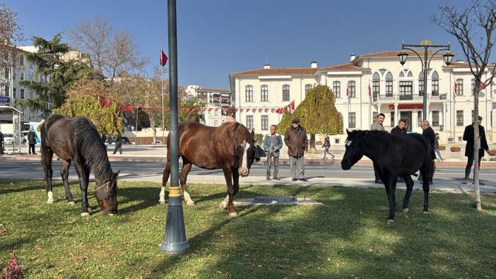 Başıboş 3 at şehir merkezine indi