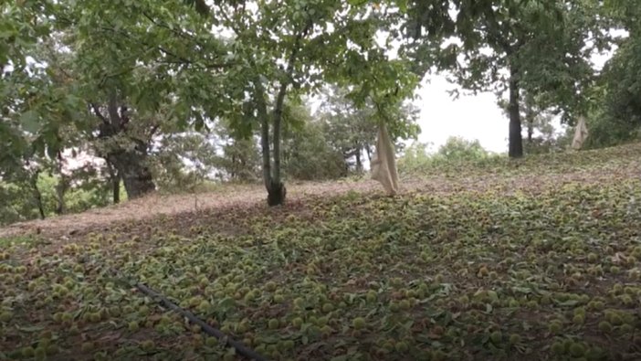 Yaylalarda 'kestane' mesaisi