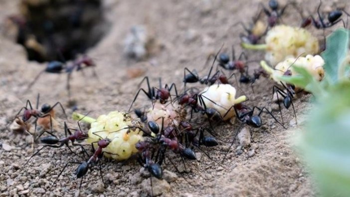 'Sosyal böcekler' kış hazırlığına başladı