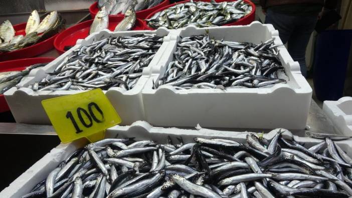 Hamsi avına kota getirildi