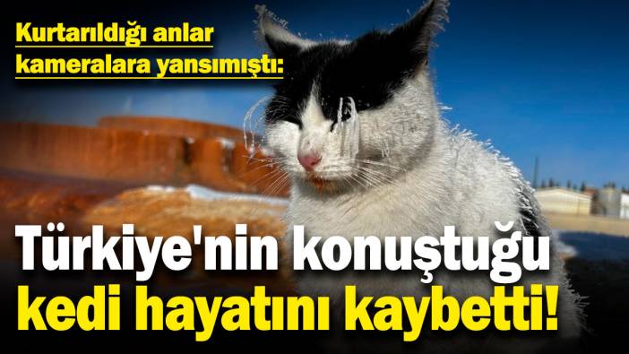 Türkiye'nin konuştuğu kedi hayatını kaybetti! Kurtarıldığı anlar kameralara yansımıştı