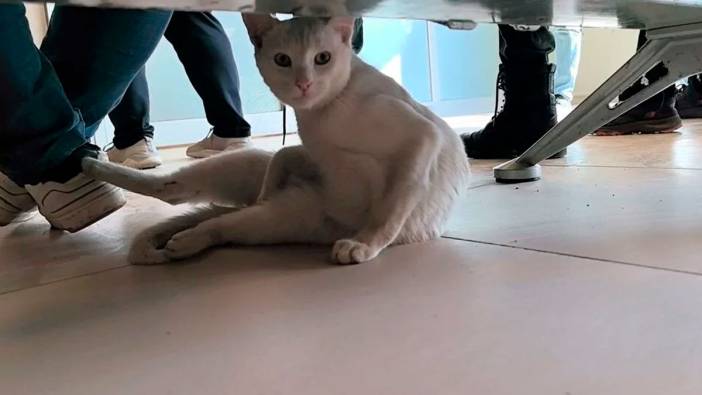 Bursa'da yürekleri ısıtan olay! Bacağı kırılan kedi hastane kapısında bekledi