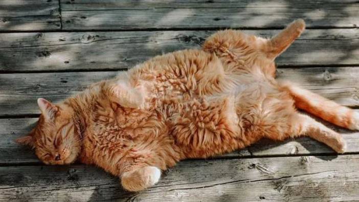 Sarman Kedilerin Genetik Sırrı Çözüldü