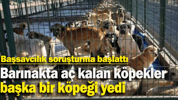 Barınakta aç kalan köpekler başka bir köpeği yedi: Başsavcılık soruşturma başlattı