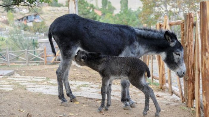 'Sıpa'nın ismini sosyal medya takipçileri belirledi