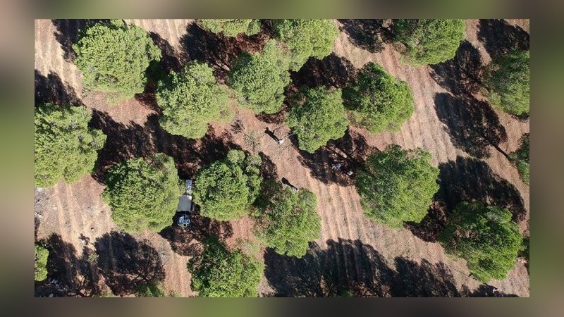 Çam fıstığı ailelere geçim kaynağı oldu