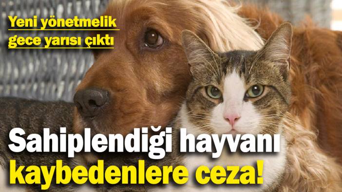 Sahiplendiği hayvanı kaybedenlere ceza! Yeni yönetmelik Resmi Gazete’de yayımlandı