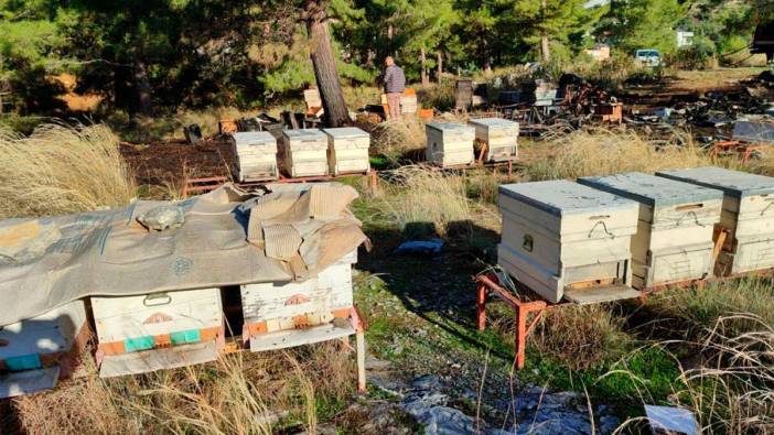 Antalya'da mezarlıkta yangın! Yanan 15 kovandaki arılar telef oldu
