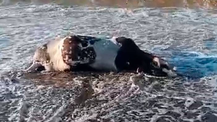 Kastamonu'da dev dalgalar sonrası sahile inek cesedi vurdu