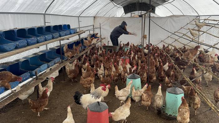 Bodrum’da sahipsiz köpekler dehşet saçtı