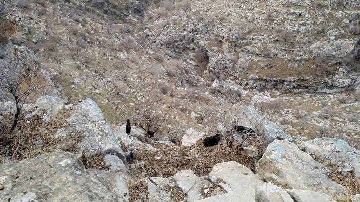 TikTok izlemeye daldı keçiler kayalıklarda mahsur kaldı