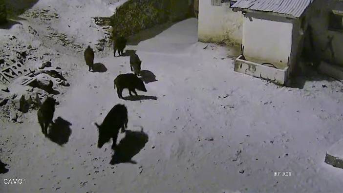 Elazığ’da korku dolu anlar! Yaban domuzları köye indi