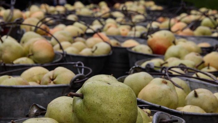 Deveci armudunda 'bereketli' hasat